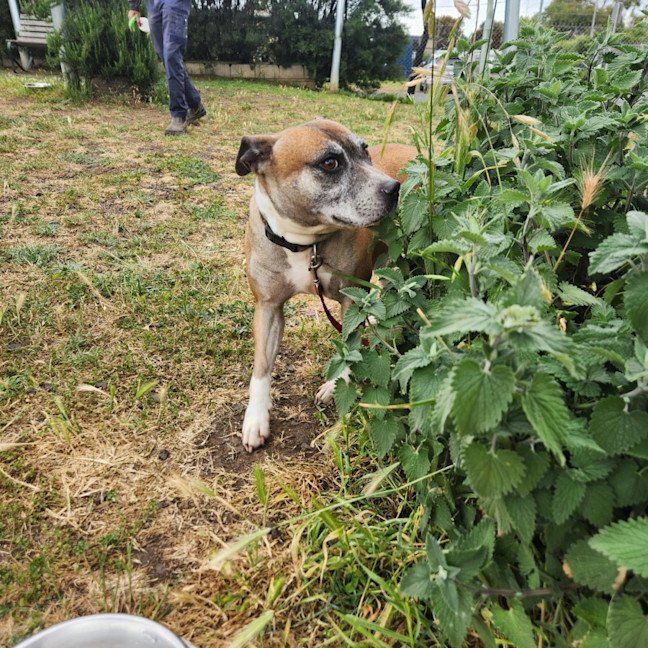 Photo of Dot (64541)