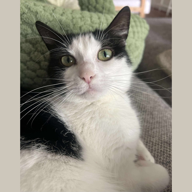 Photo of Helen* 9 Lives Project Rescue*