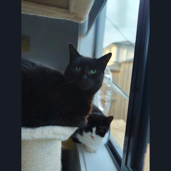 Photo of Morticia 