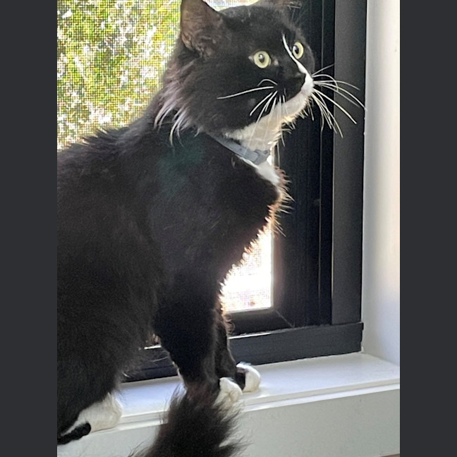 Photo of Alfred (9124)