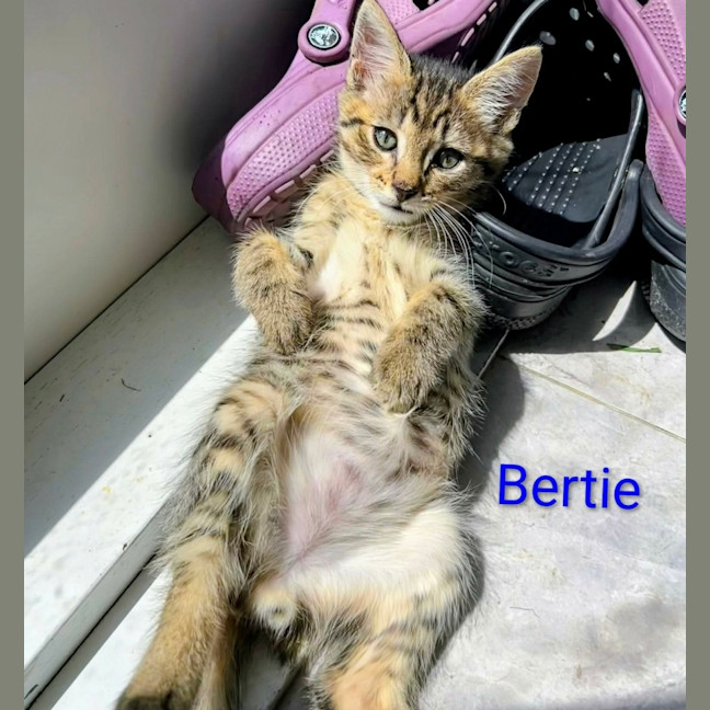 Photo of Bertie 