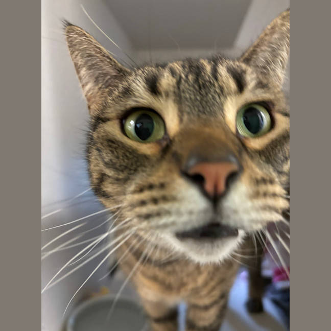 Photo of Athena