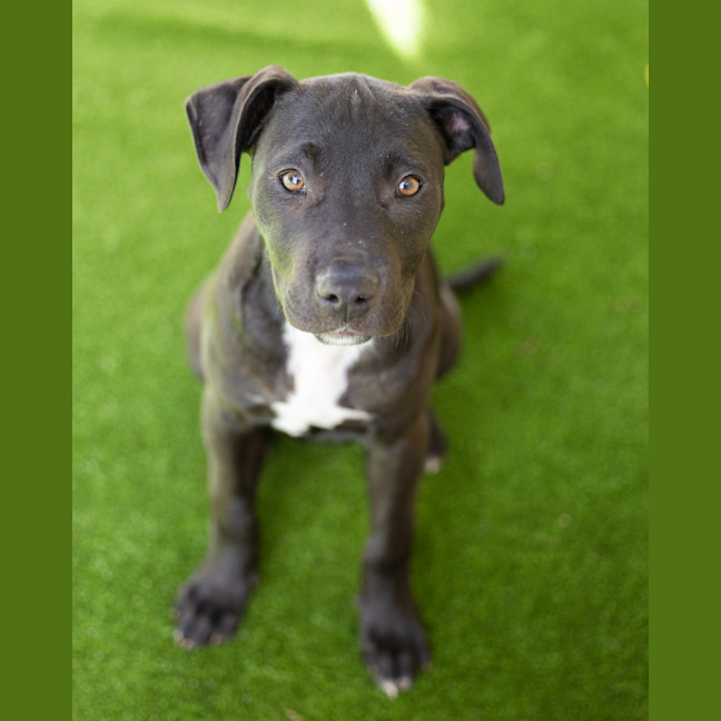 Photo of Pepper