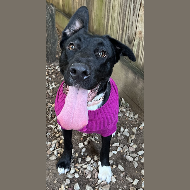Photo of Freya