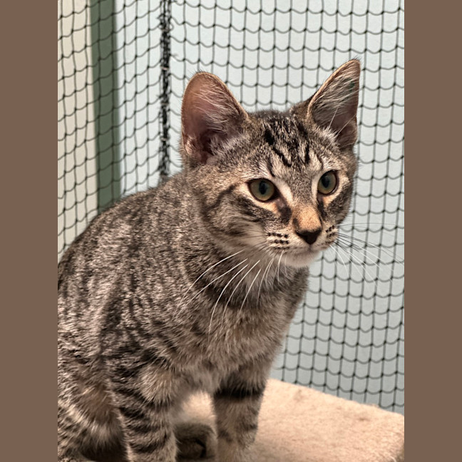 Photo of Milo
