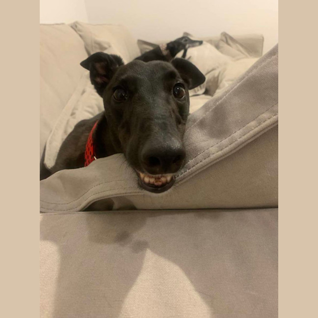 Photo of Lenny, The Greyhound