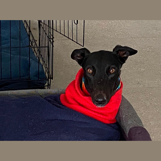 Photo of Georgia The Greyhound 