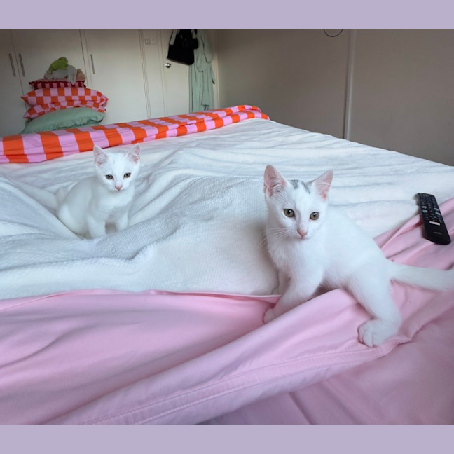 Photo of Paneer (With Halloumi)