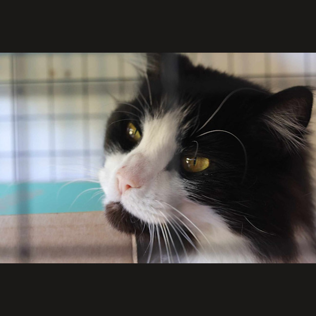 Photo of Chase Brushtail