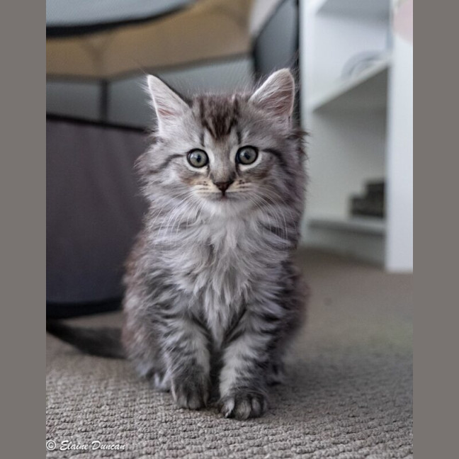 Photo of Dusty