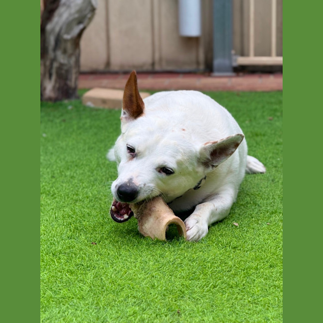 Photo of Speedy