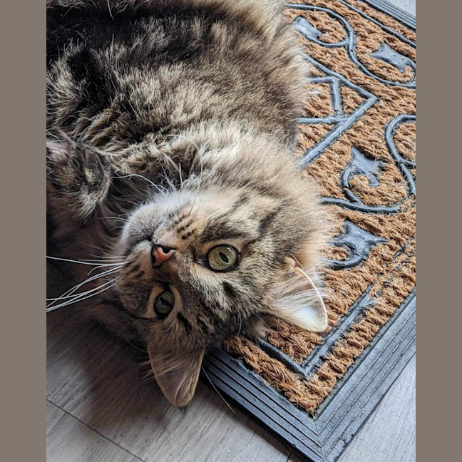 Photo of Felicity 🌹