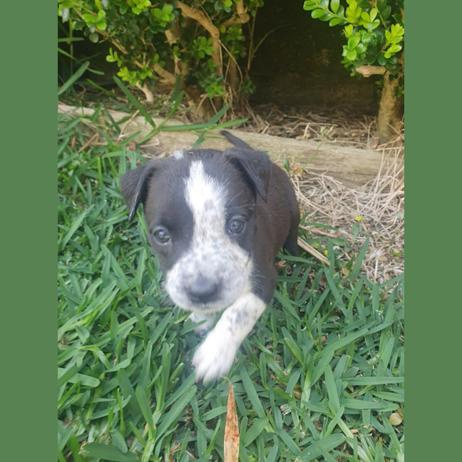 Photo of Mustang Sally