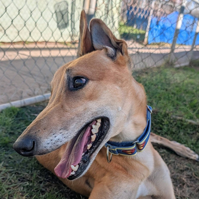 Photo of Danger Mouse The Greyhound