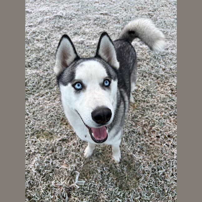 Photo of Cheeko