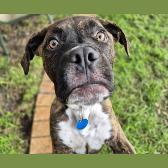 Photo of Brisket