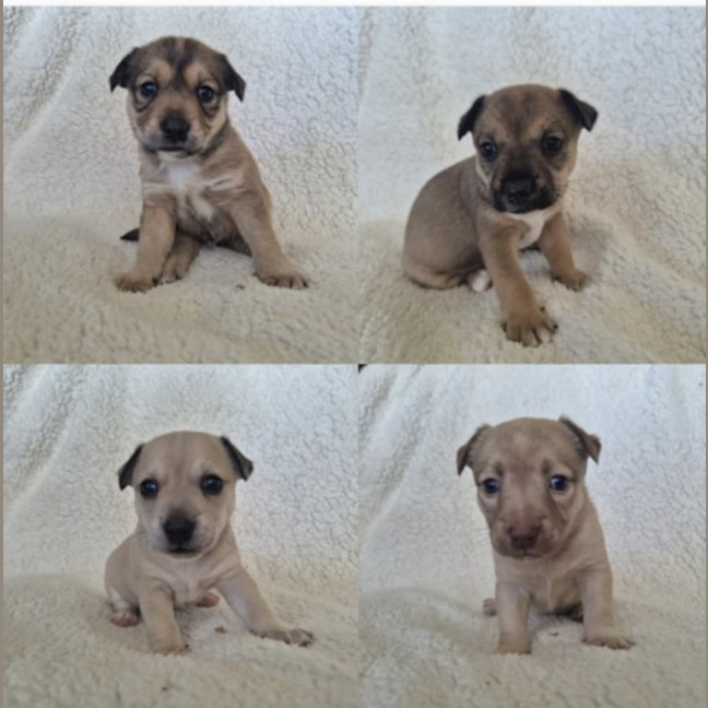 Photo of The Tacos Litter