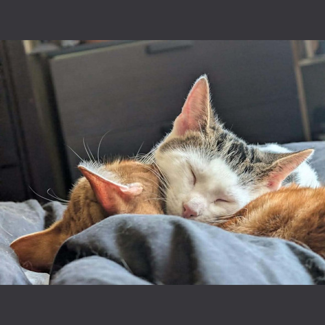 Photo of Pringles + Paella