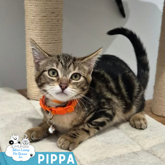 Photo of Pippa