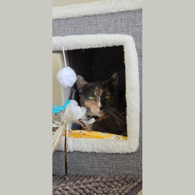 Photo of Cali