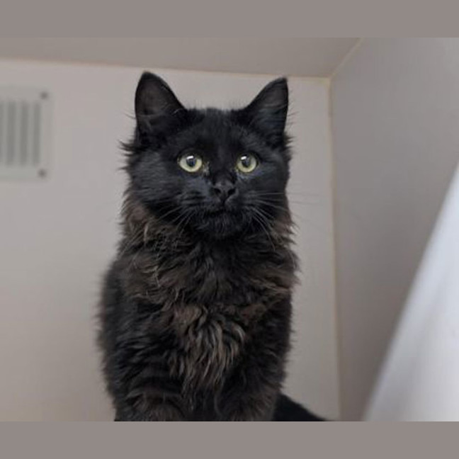 Photo of Sirius Black