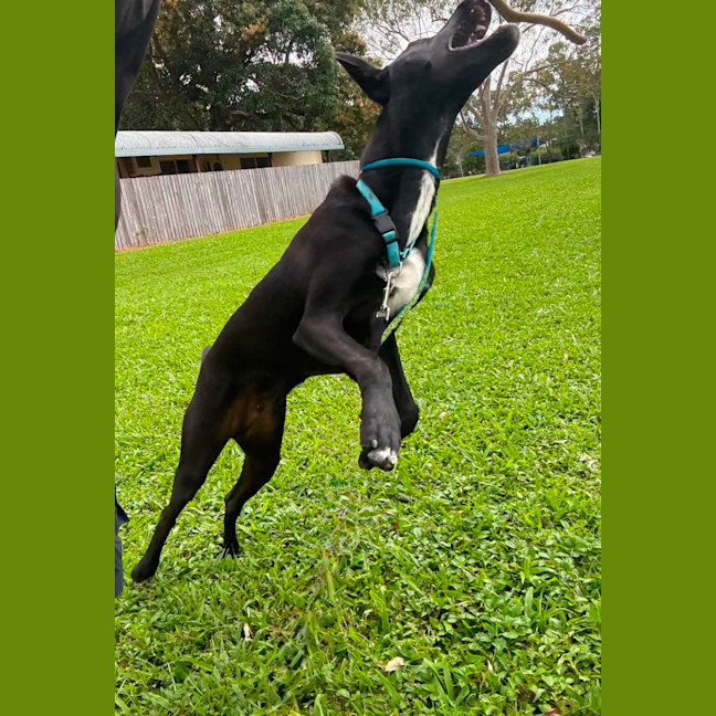 Photo of Blitzen