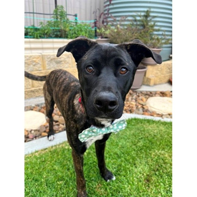 Photo of Tyson *$250 Adoption Fee*