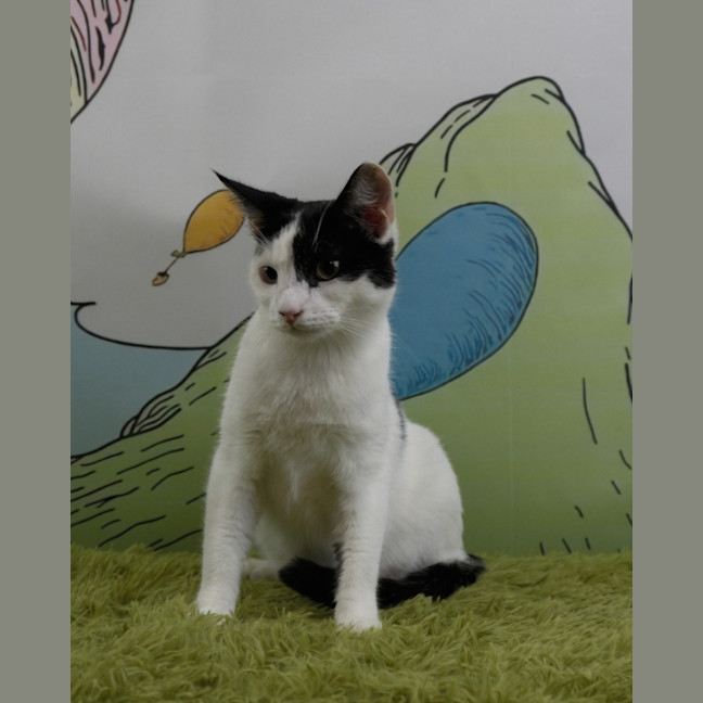 Photo of Sir Pounce A Lot