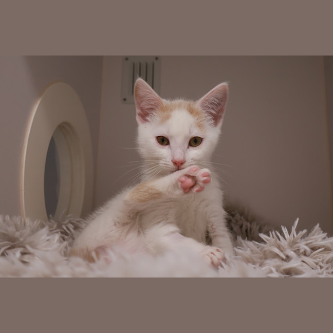 Photo of Lazarus