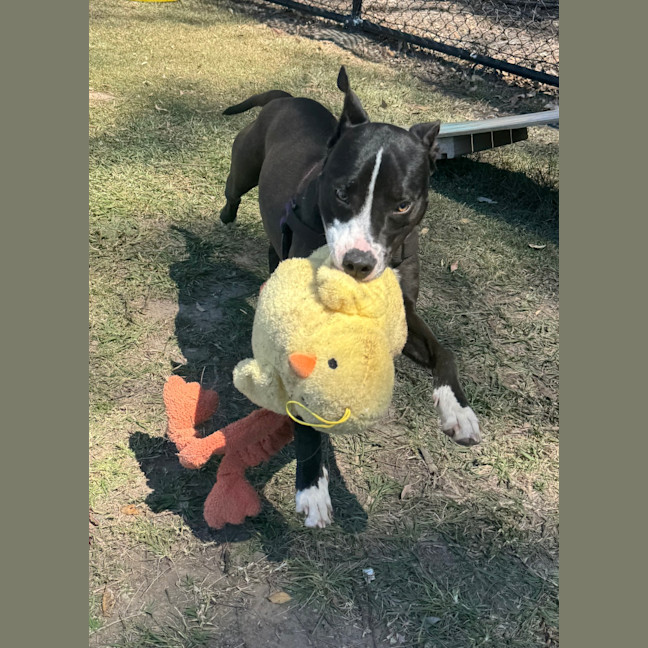 Photo of Tank
