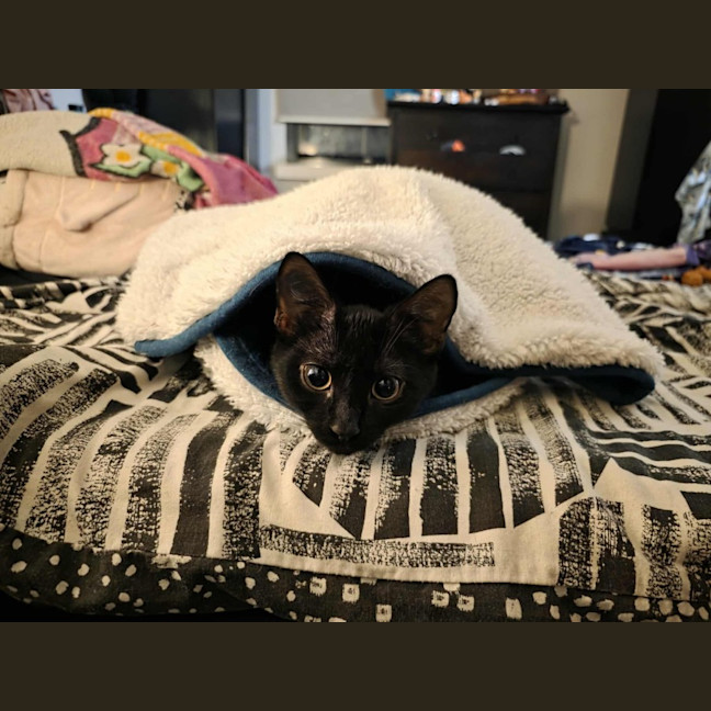 Photo of Freddy