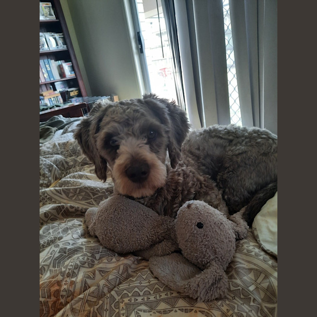 Photo of Teddy