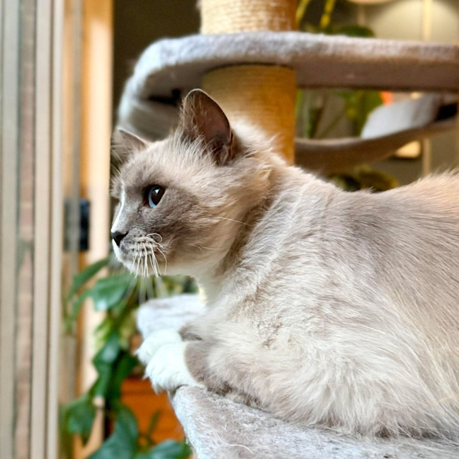 Photo of Theo   In Foster Care In Templestowe