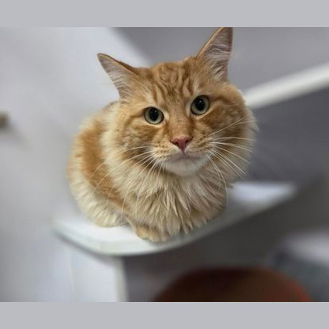 Photo of Leo