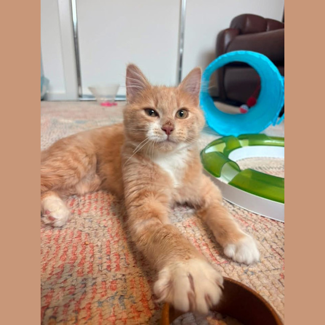 Photo of Ember (Was Creamy)