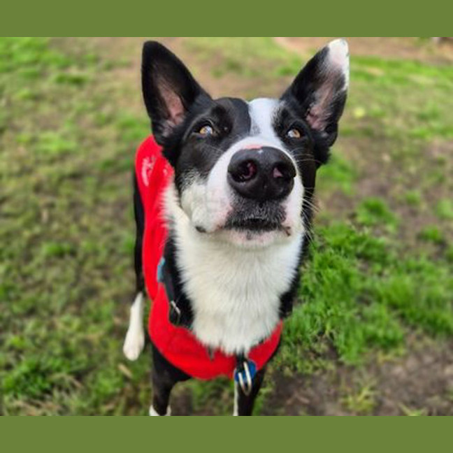 Photo of Otis