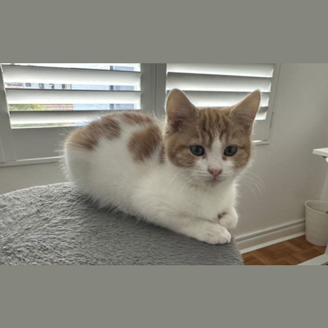Photo of Toast