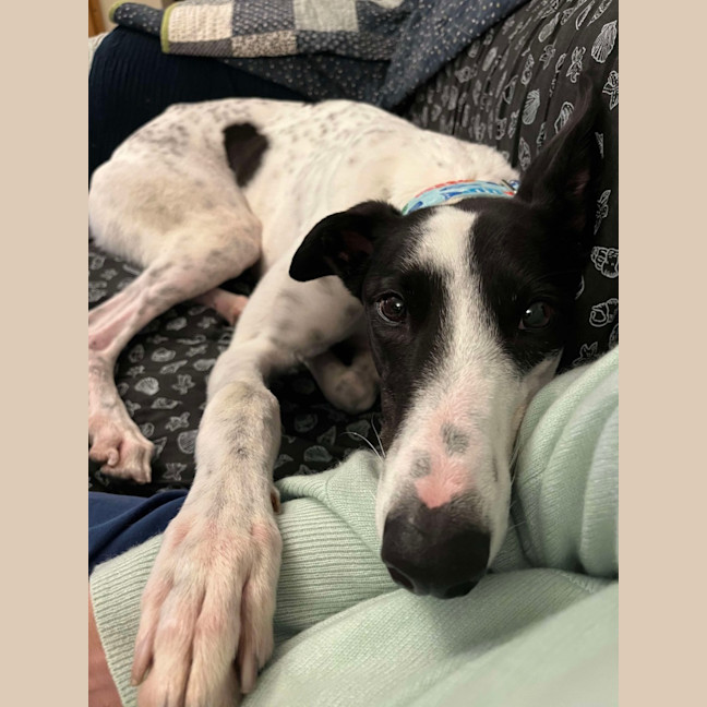 Photo of  Brian The Greyhound 