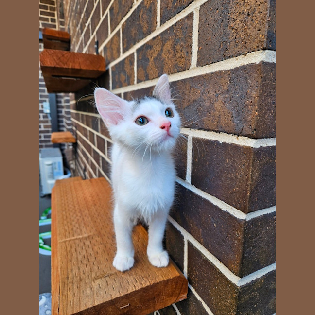 Photo of Pip