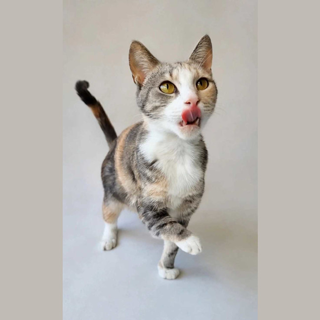 Photo of Lady Marmalade 