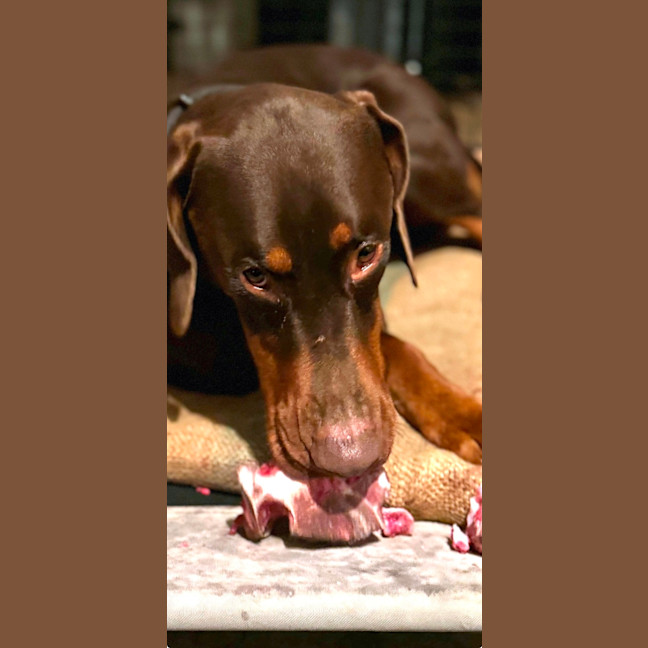 Photo of Mr. O. Von Dobermann