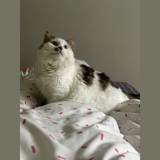 Photo of Archie