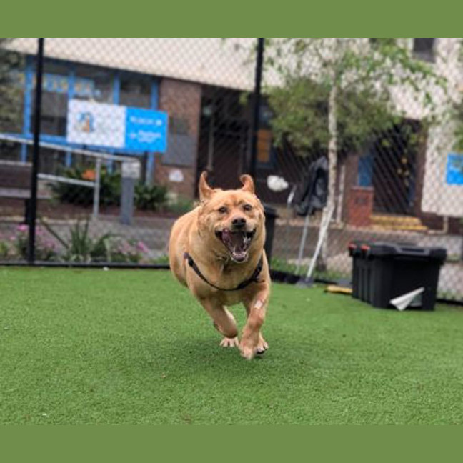 Photo of Goldie