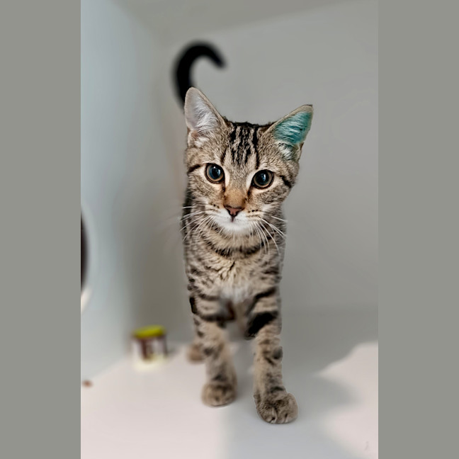 Photo of Luna