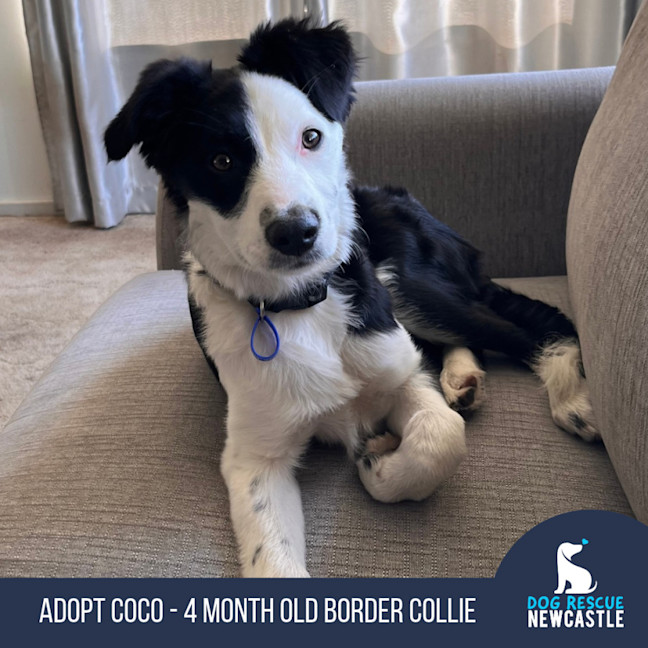 Photo of Coco   4 Month Old Border Collie