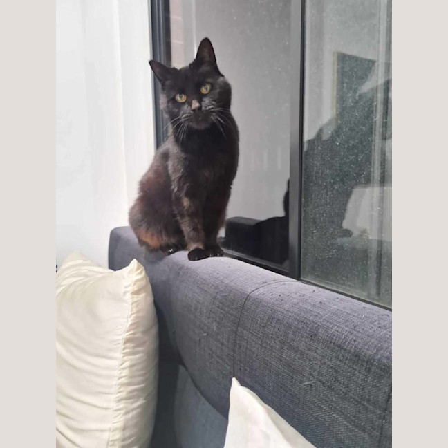 Photo of Lola (Aka Spot)