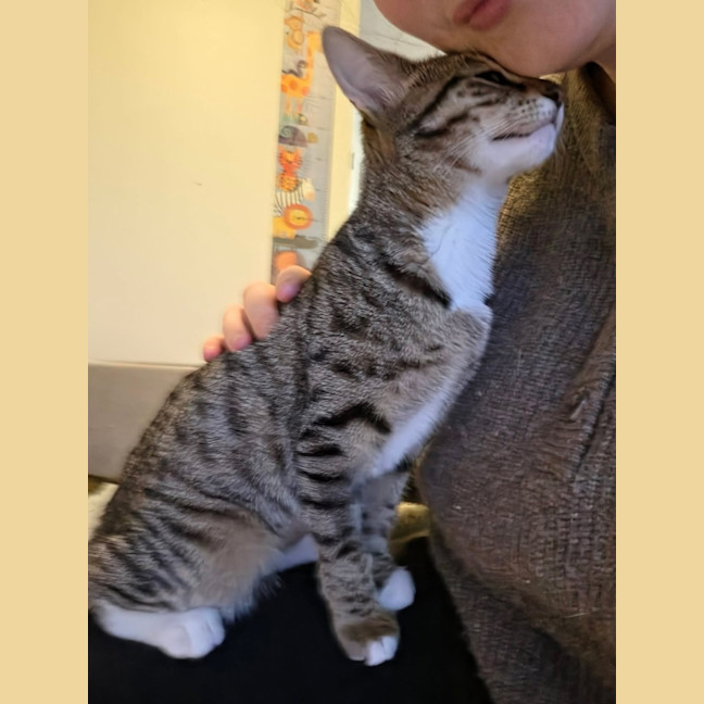 Photo of Honey   In Foster Care In Healesville