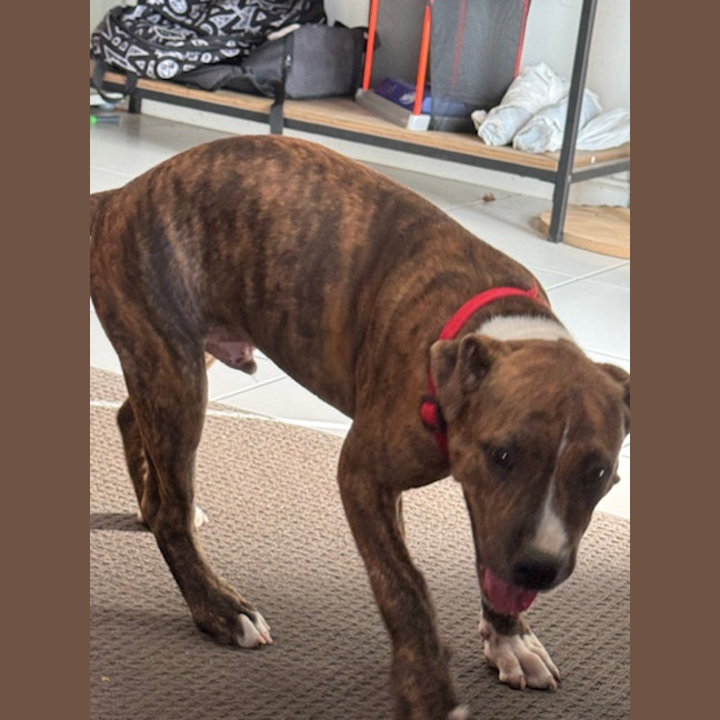 Photo of Cookie   6 Month Old Staffy X Ridgeback