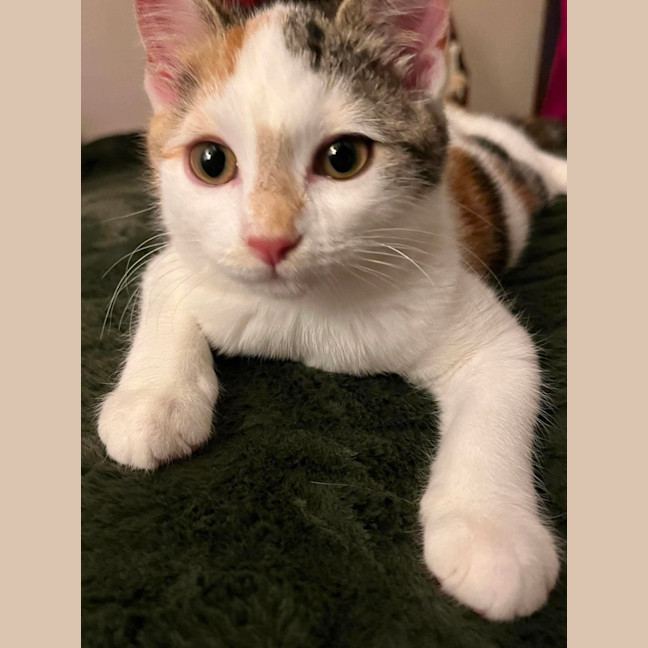 Photo of Callie