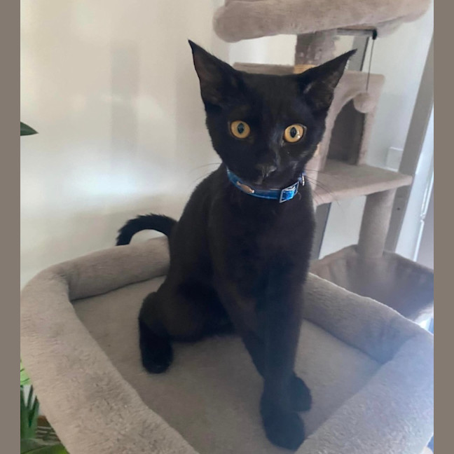 Photo of Shadow 